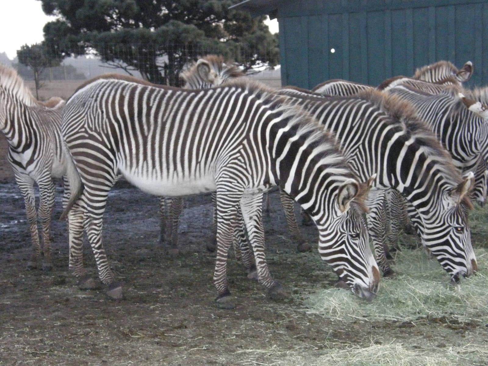 grevys zebra