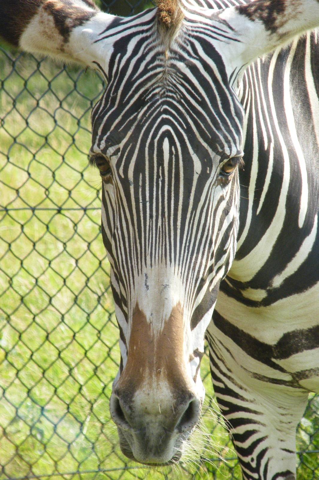 Grevy's Zebra