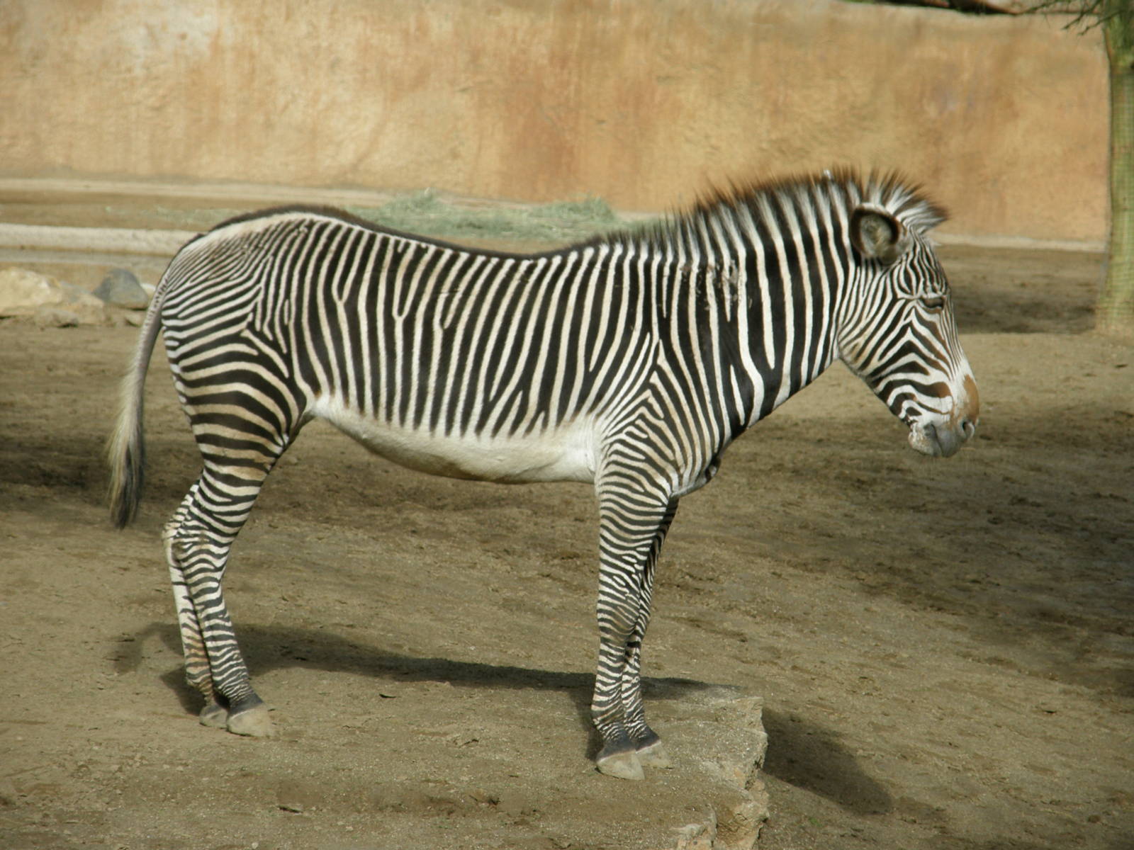 grevys zebra
