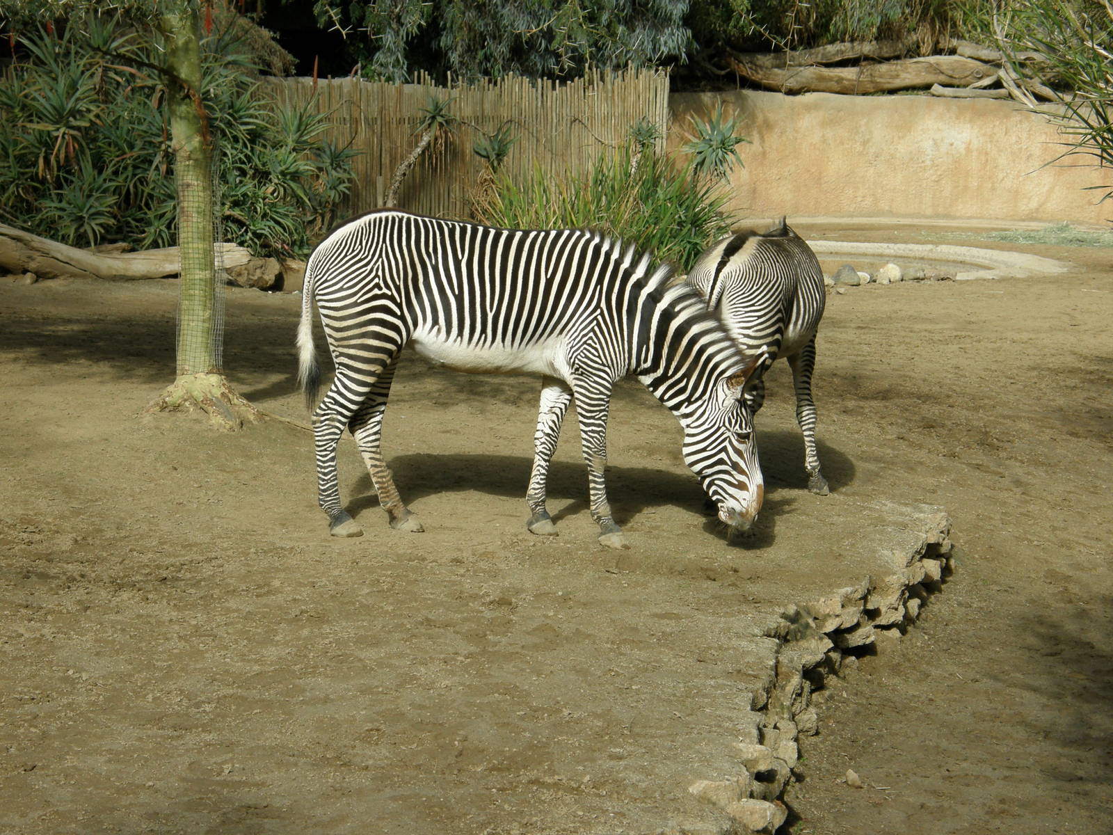 grevys zebra