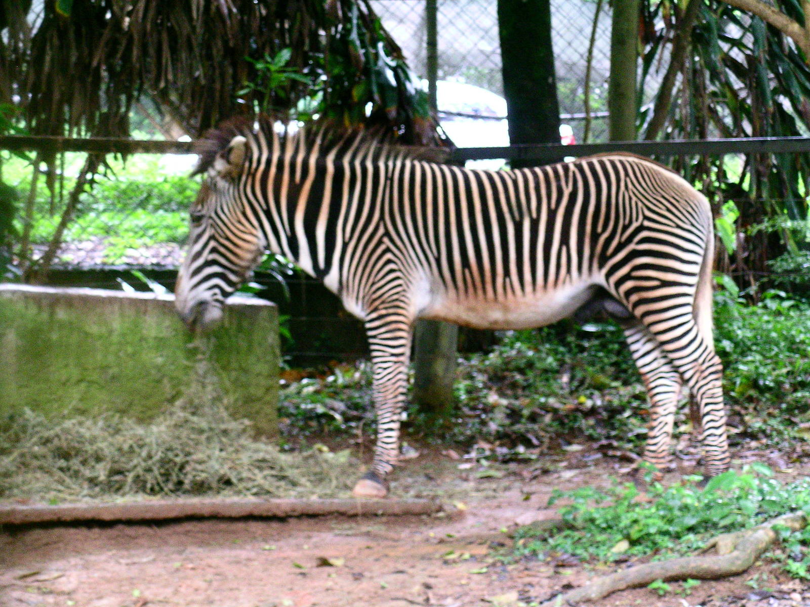 Grevy's zebra