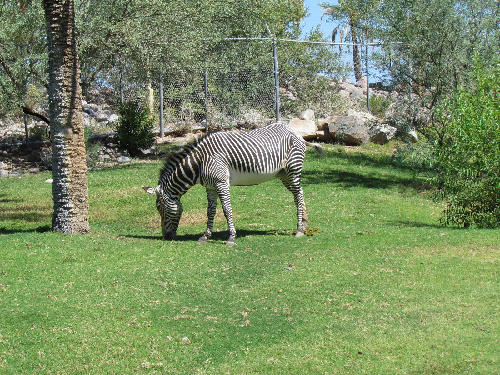 Grevy's Zebra