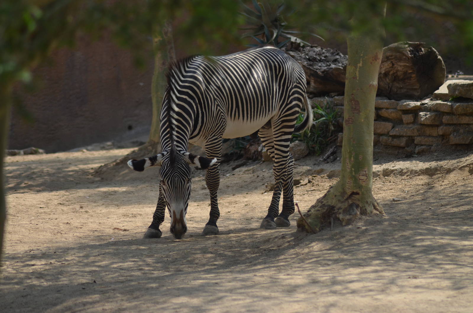Grevys Zebra