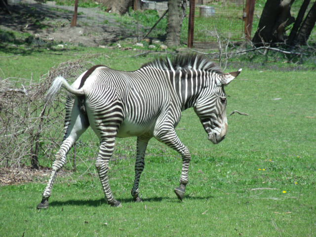 Grévy's Zebra