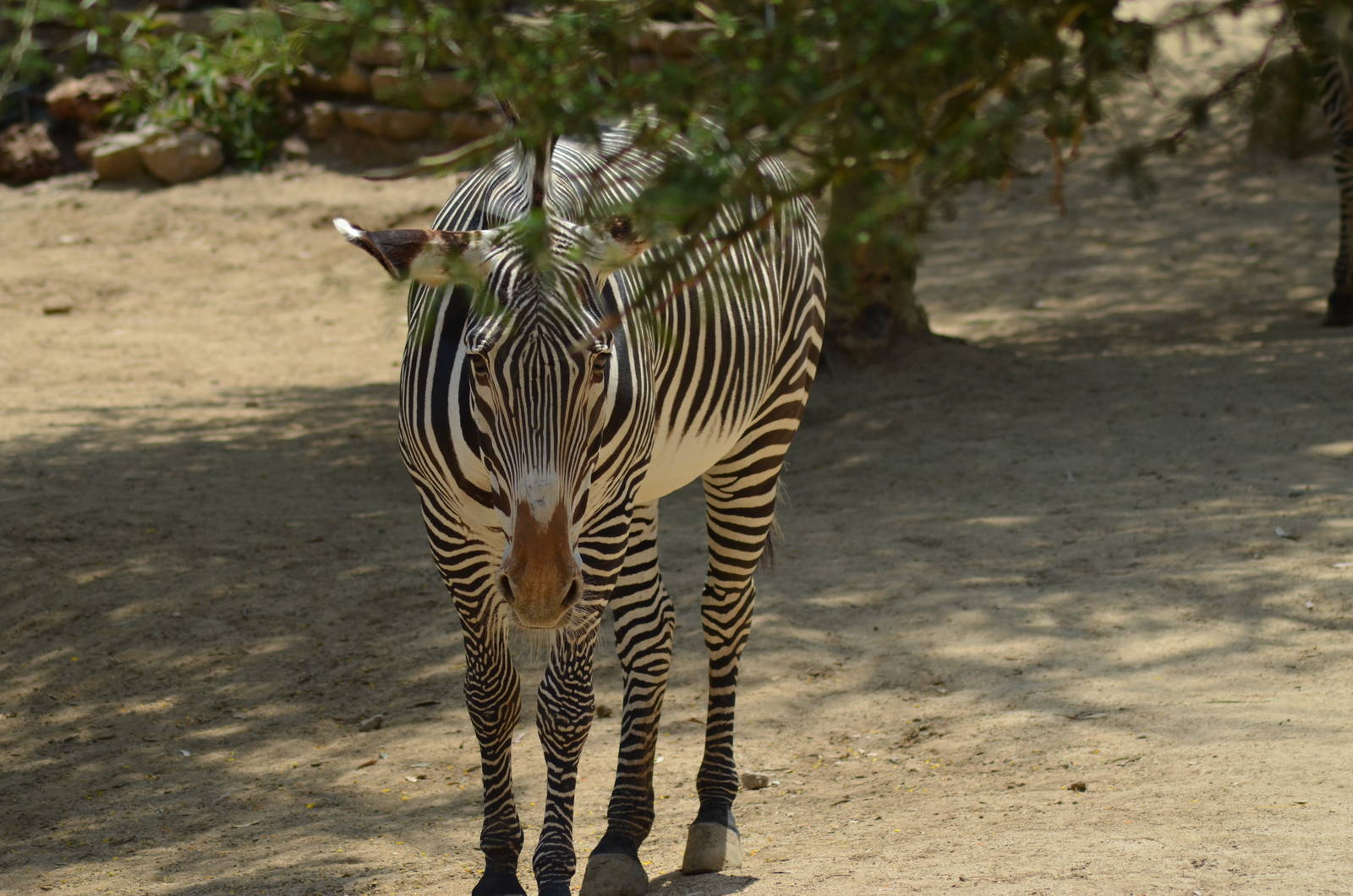 Grevys Zebra