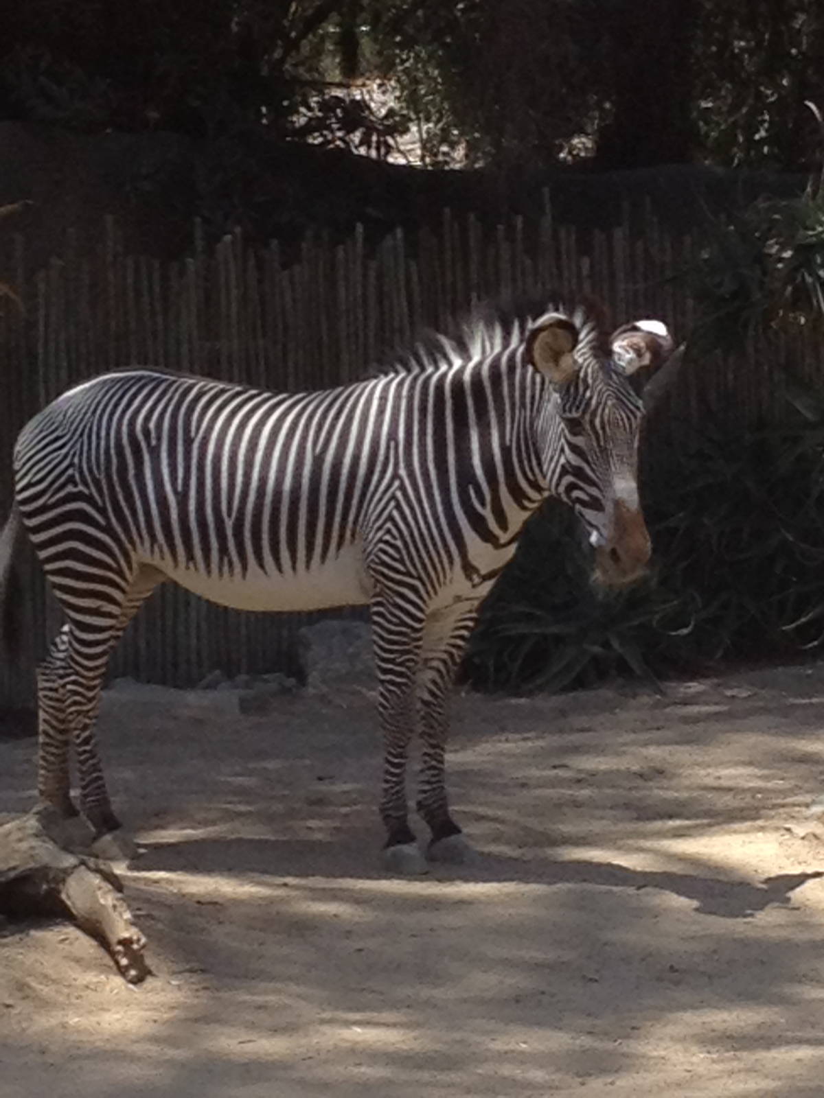 Grevys zebra
