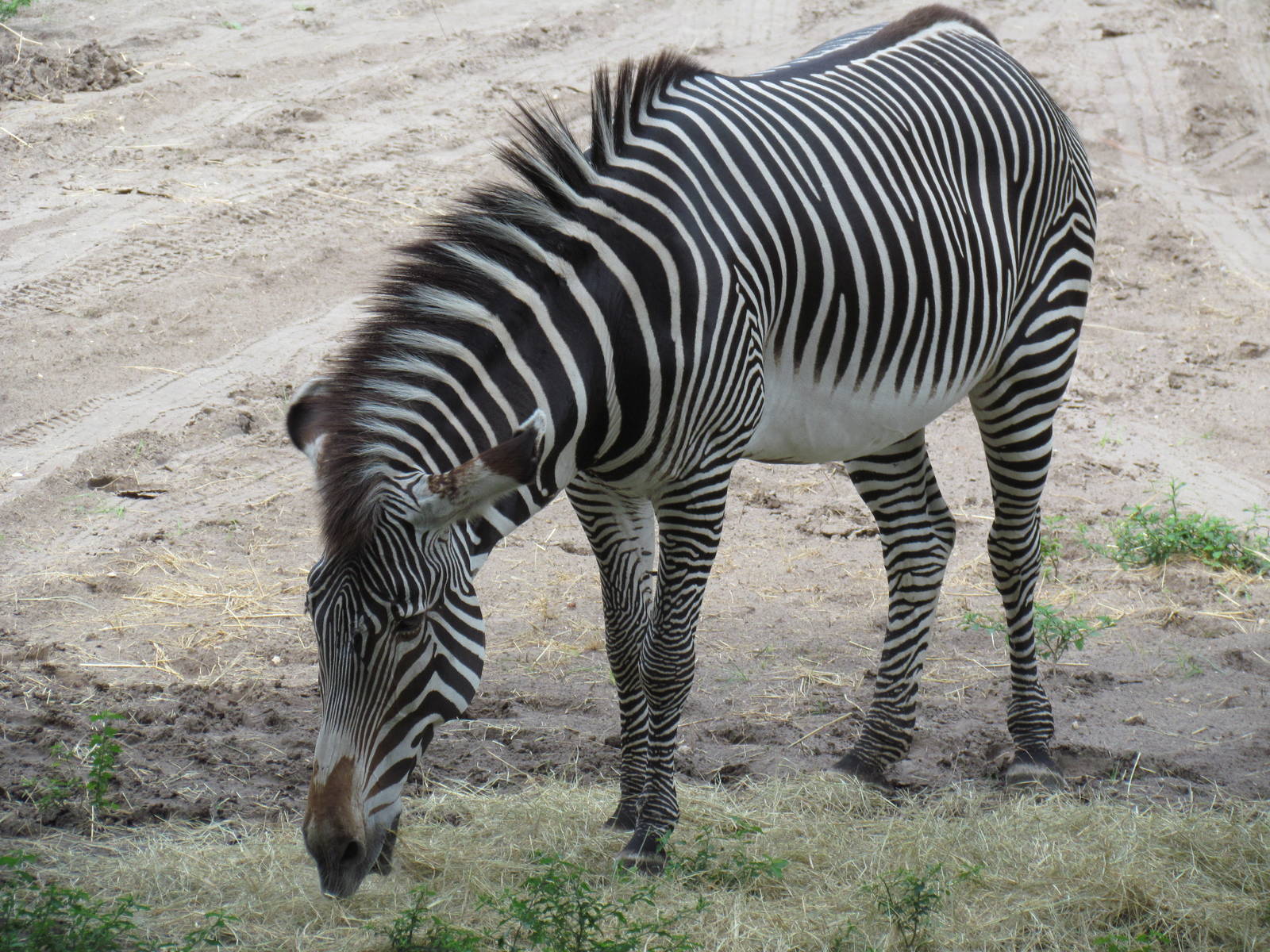 Grevy's Zebra