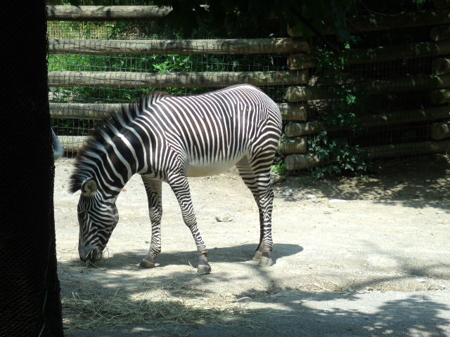 Grevy's Zebra