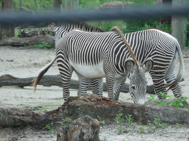 Grevy's Zebra