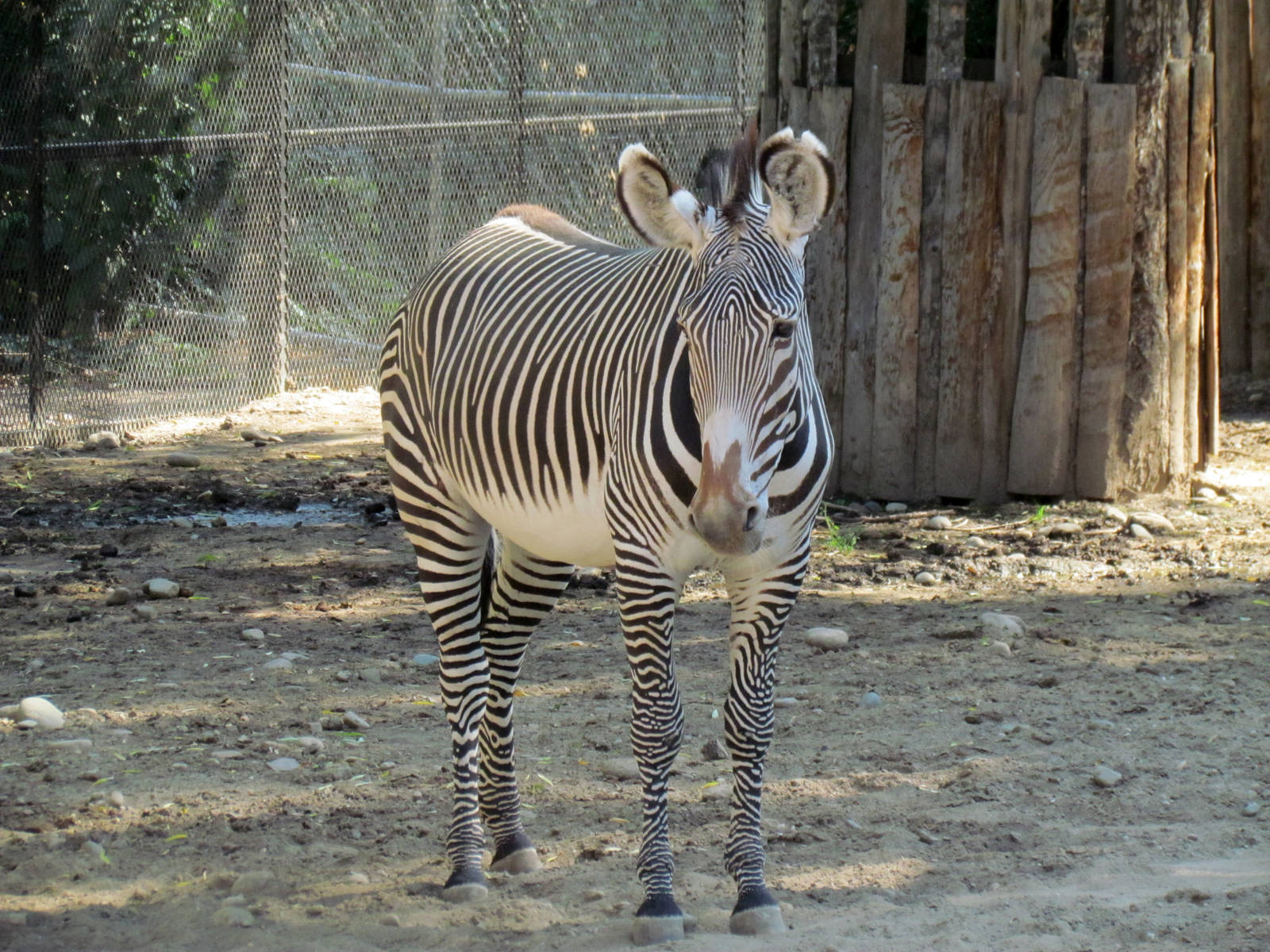 Grevys Zebra