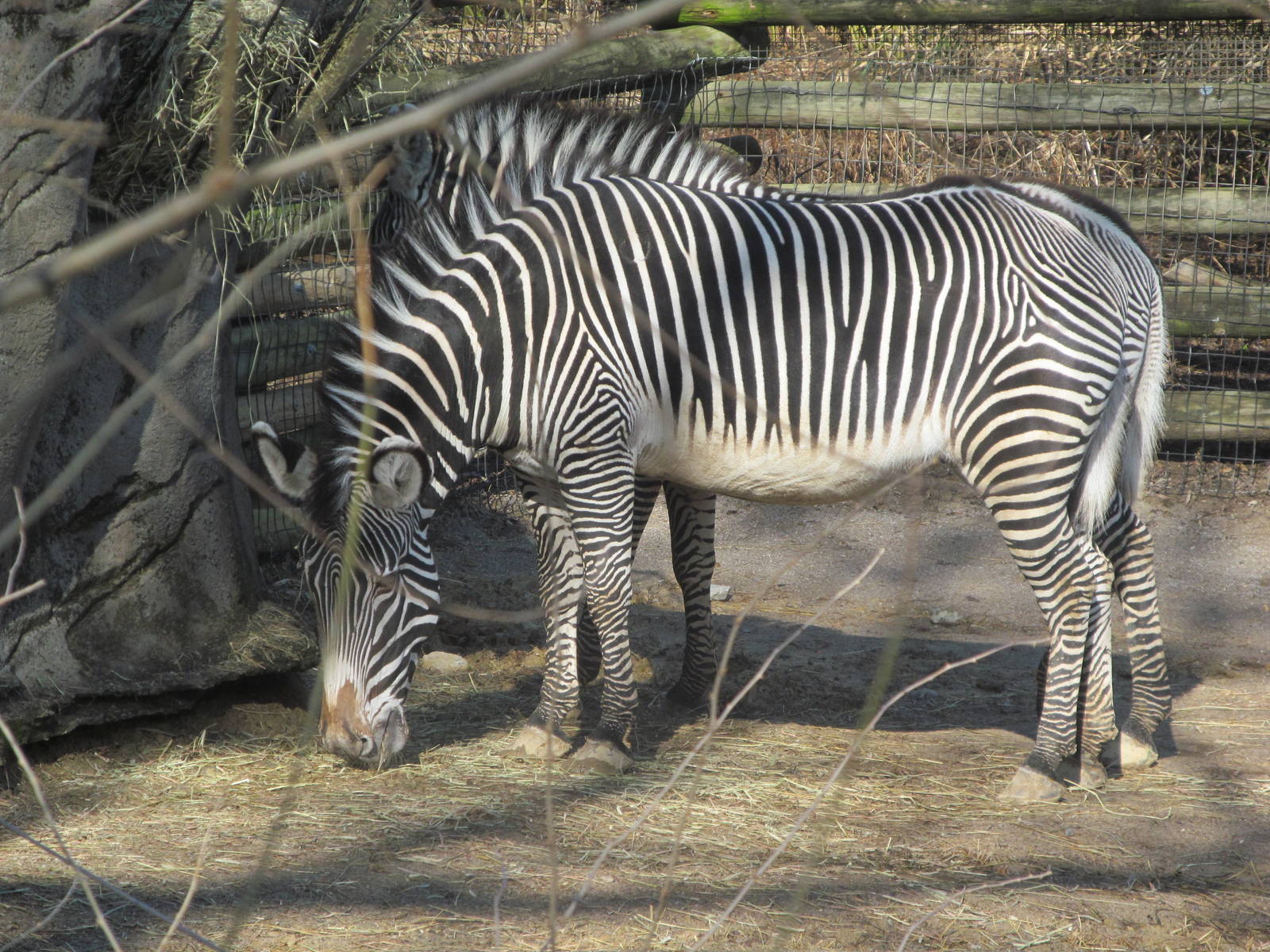 Grevy's Zebra