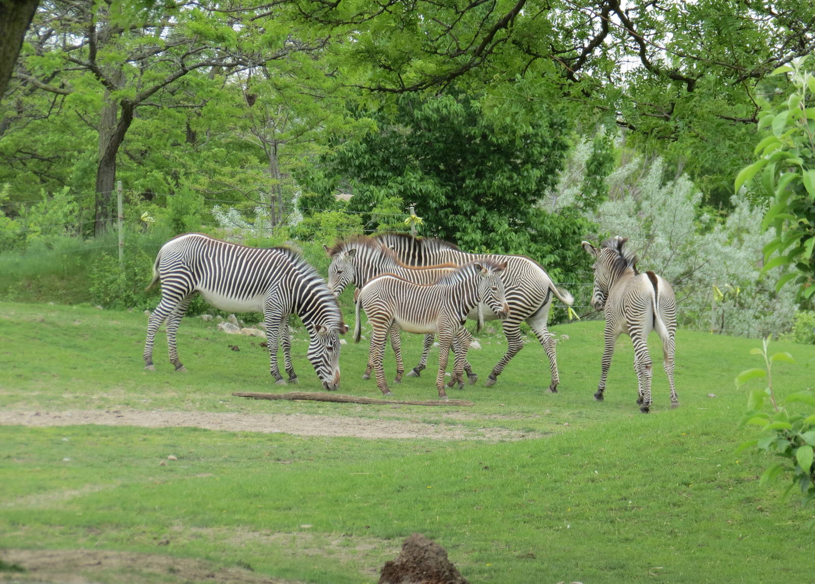 Grevy's Zebra