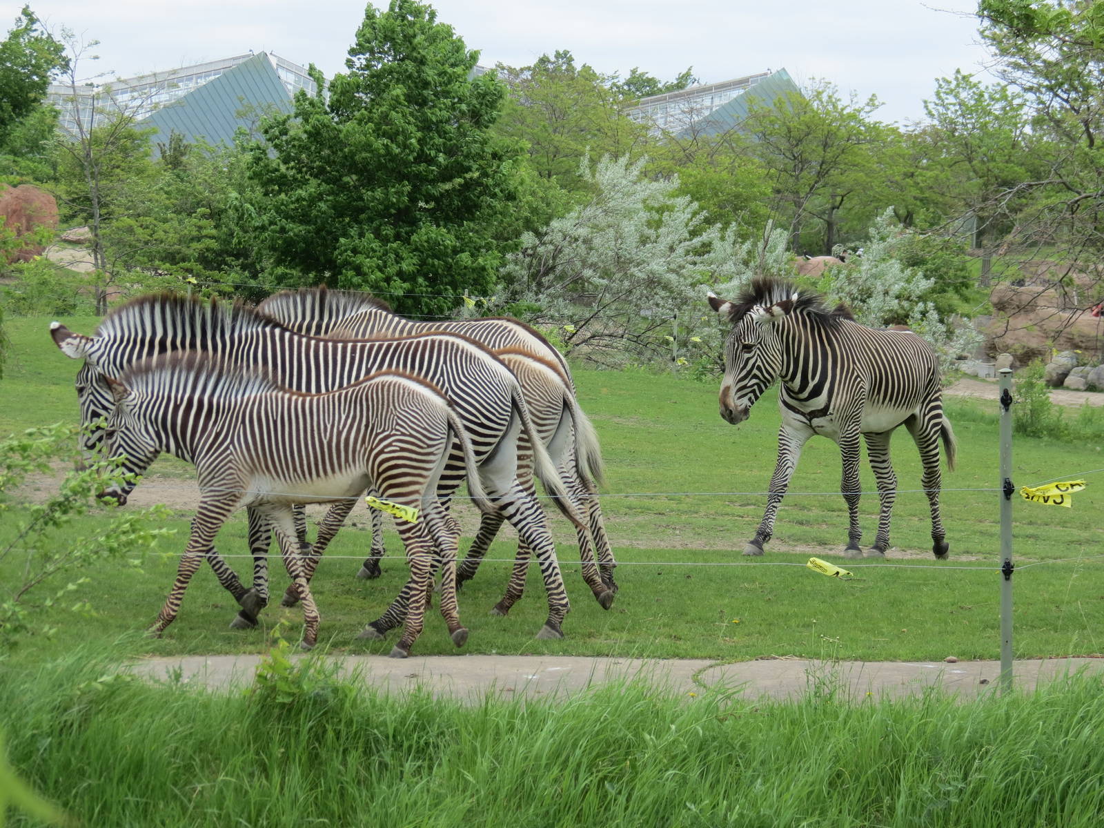 Grevy's Zebra