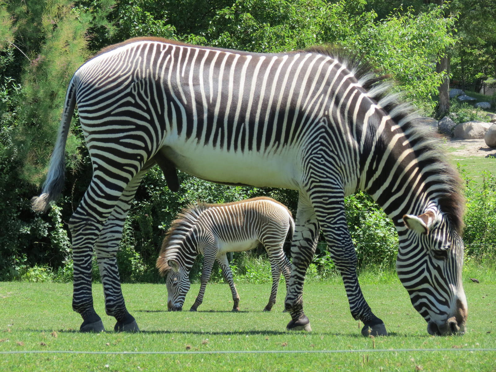 Grevy's Zebra