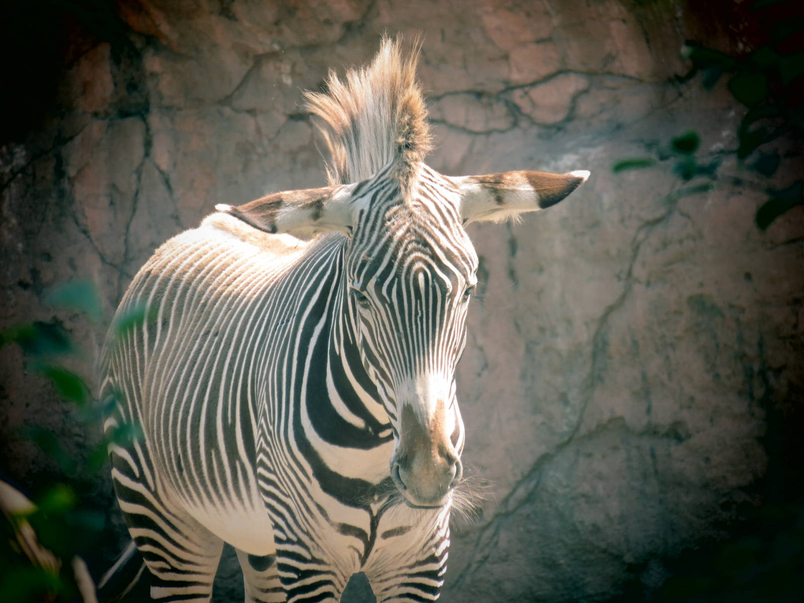 Grevy's Zebra