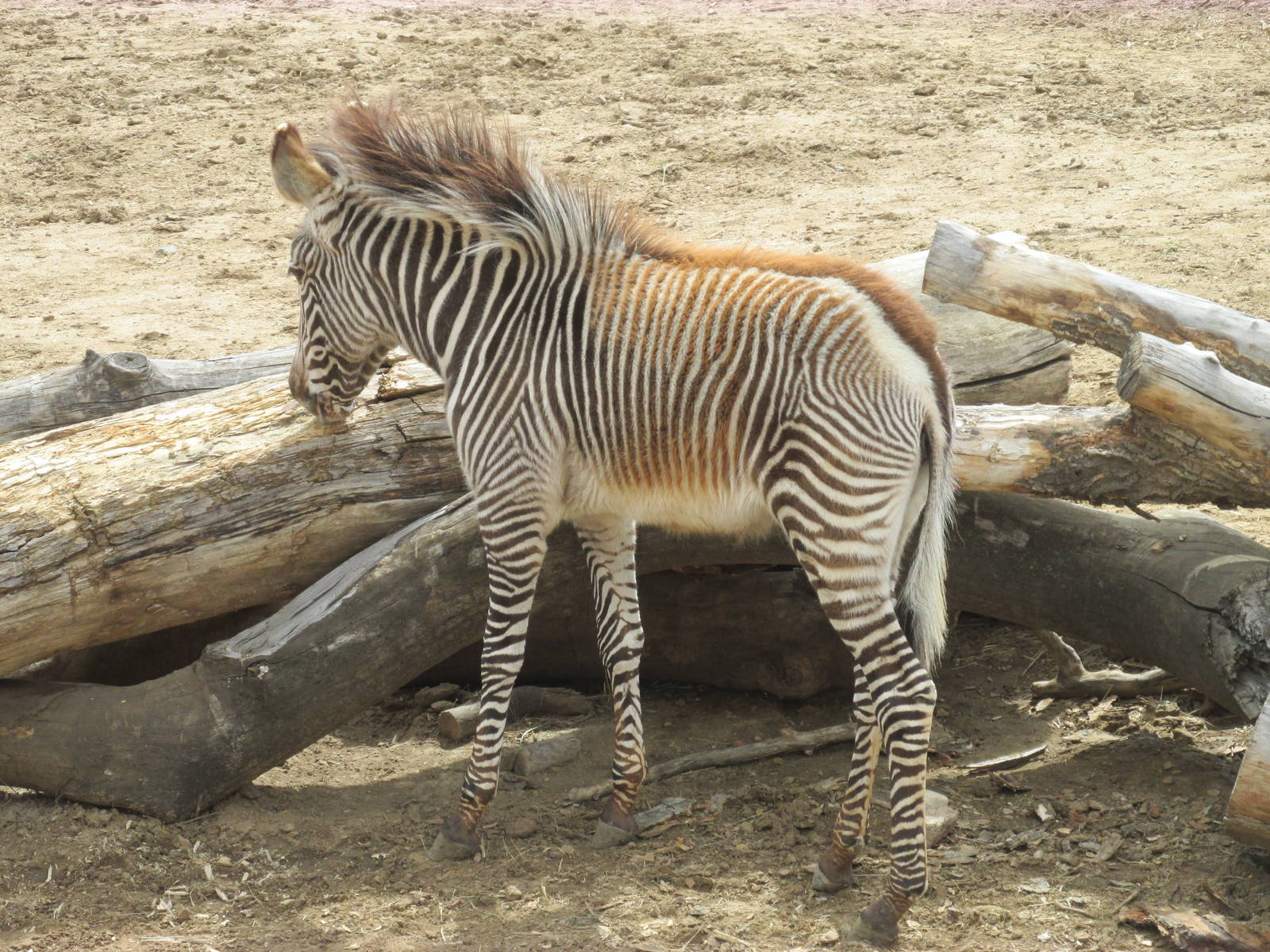Grevy's Zebra