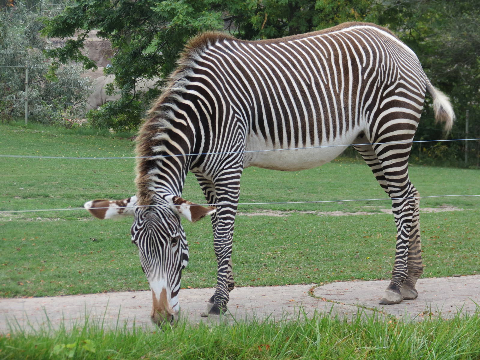 Grevys Zebra