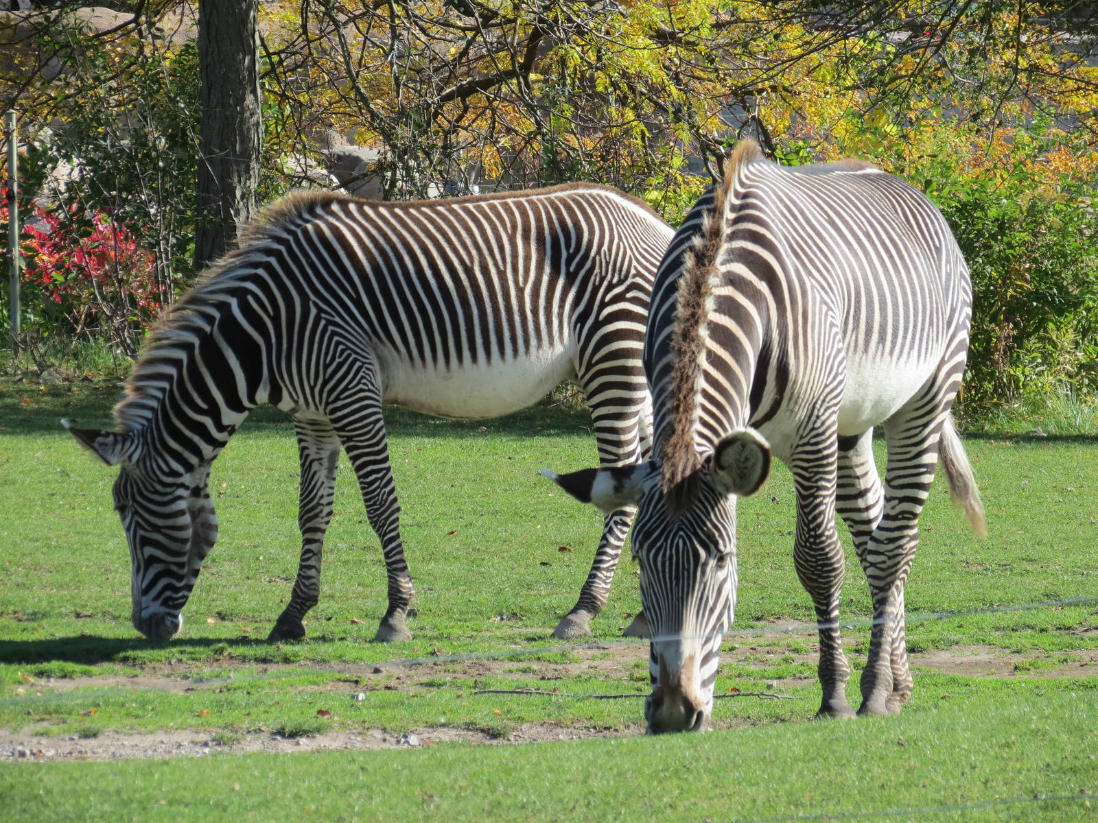 Grevys Zebra
