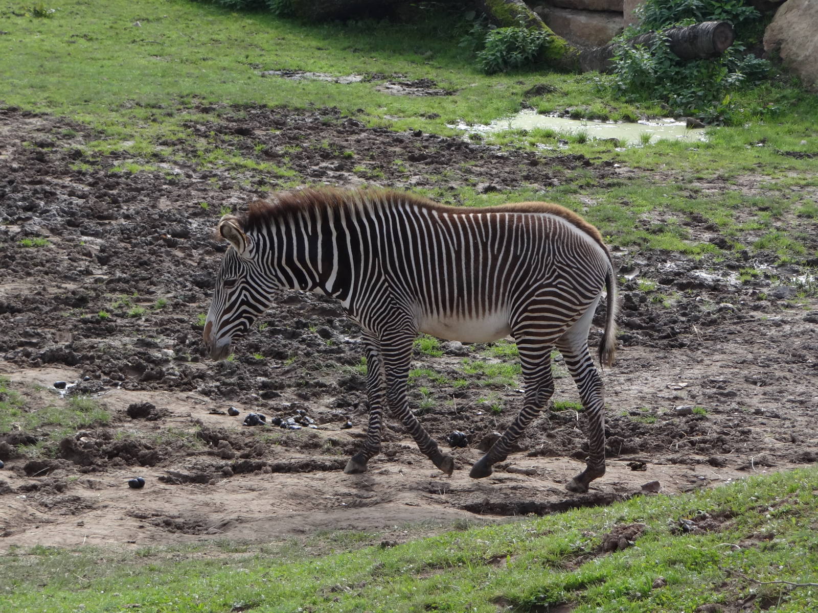 Grevy's Zebra