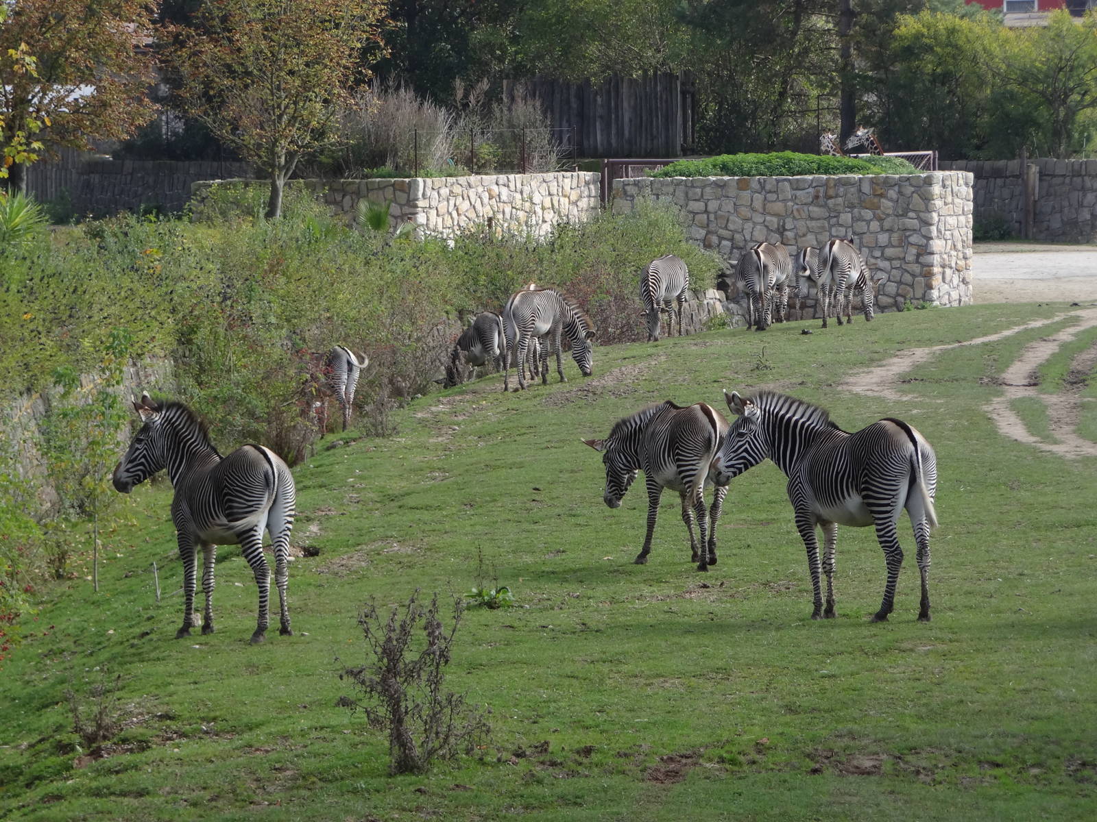 Grevy's Zebra