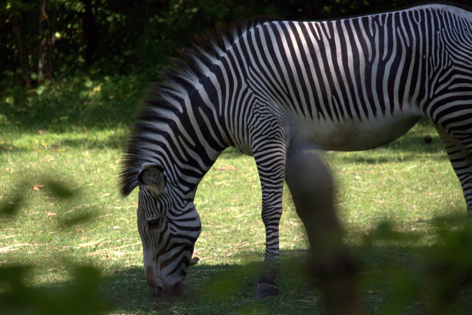 Grevys Zebra