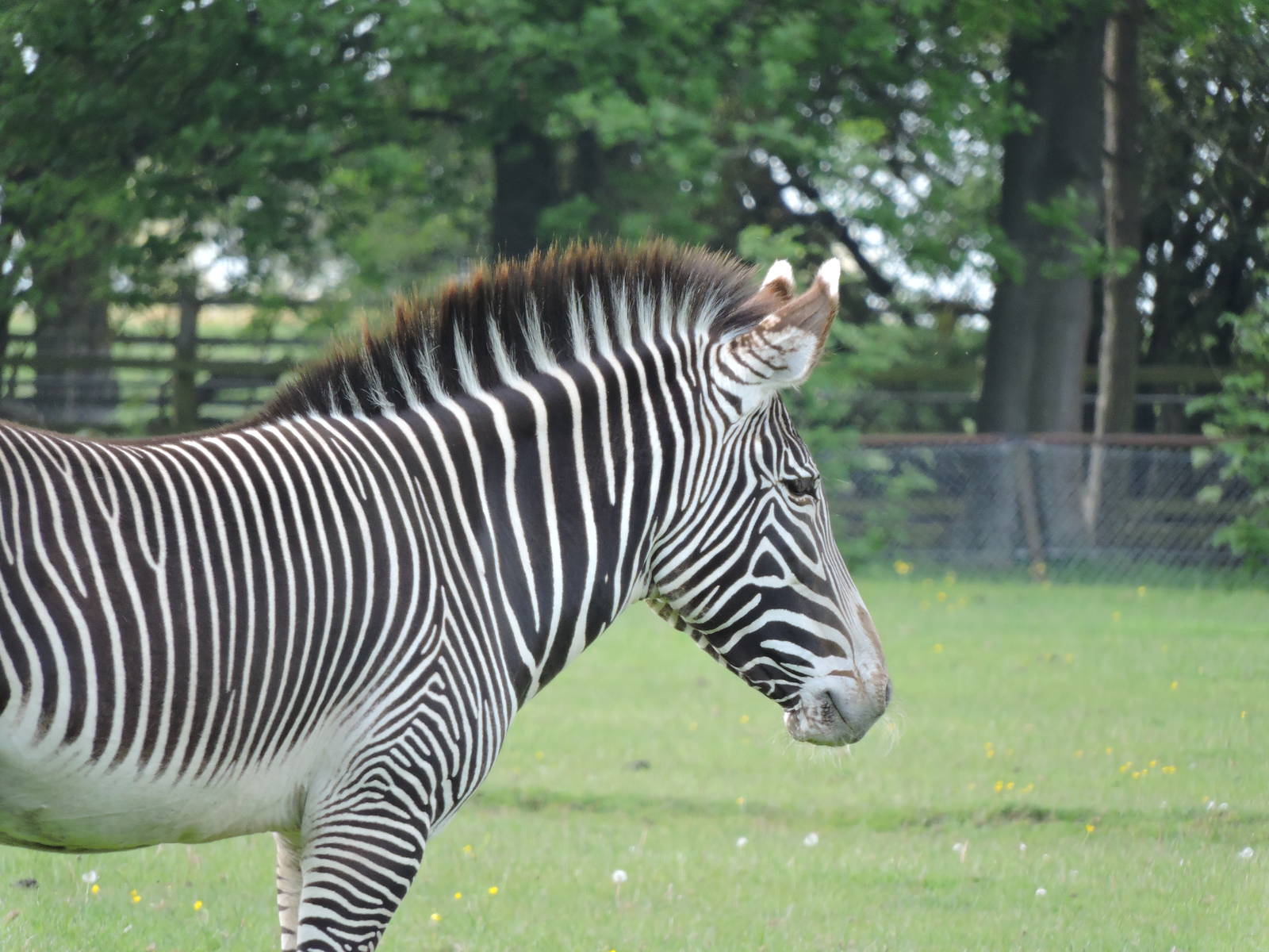 Grevy's Zebra