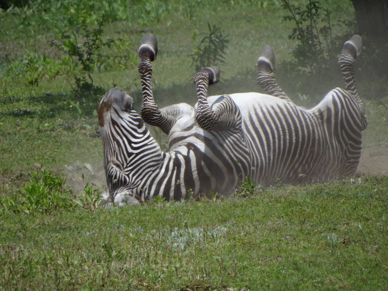 Grevy's Zebra