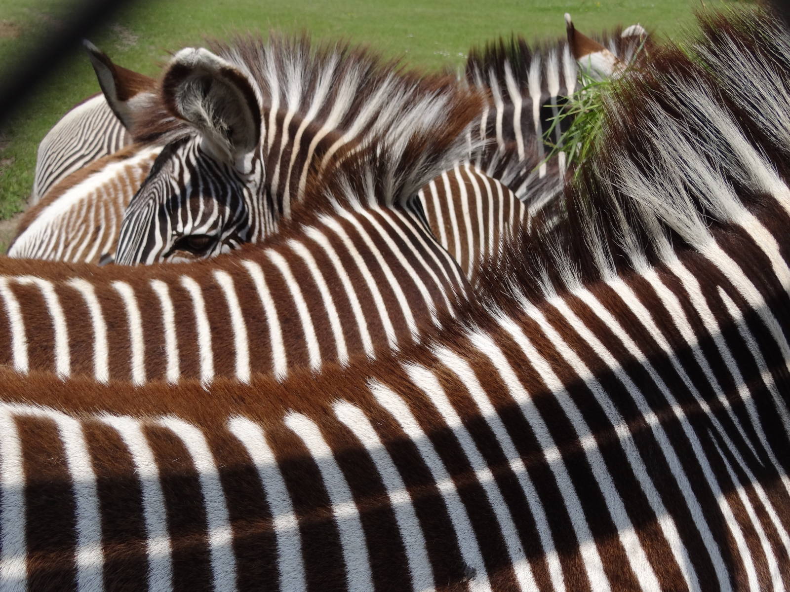 Grevy's Zebra