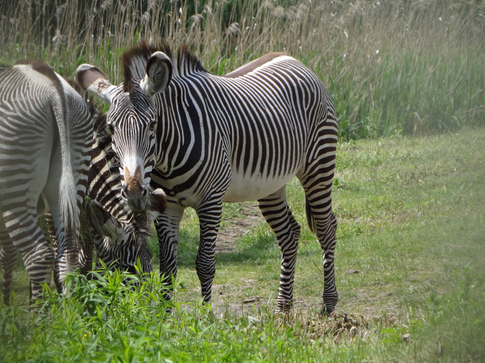 Grevy's Zebra