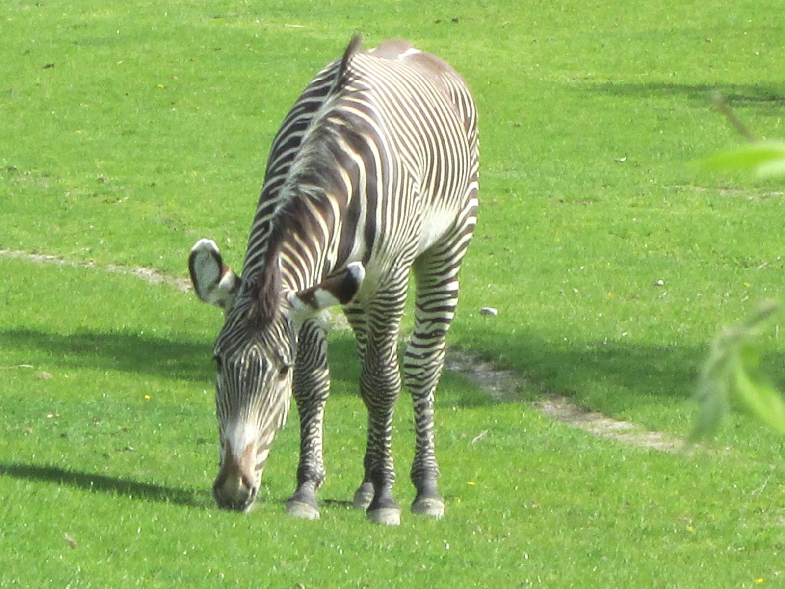 Grevy's Zebra