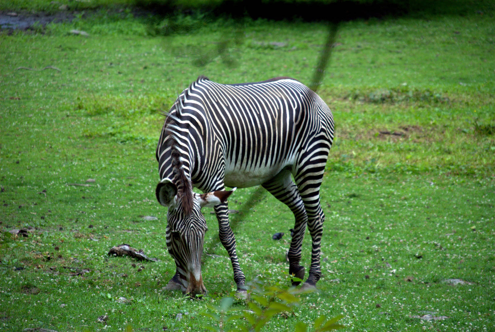 Grevys Zebra