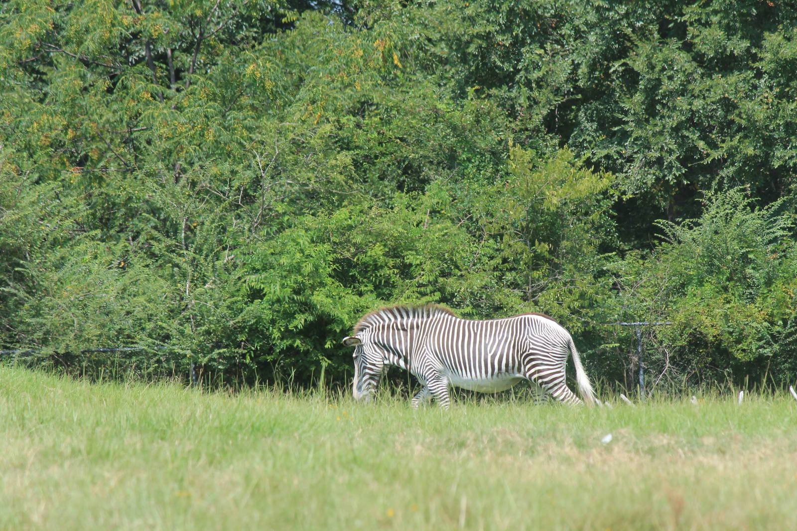 Grevy's Zebra