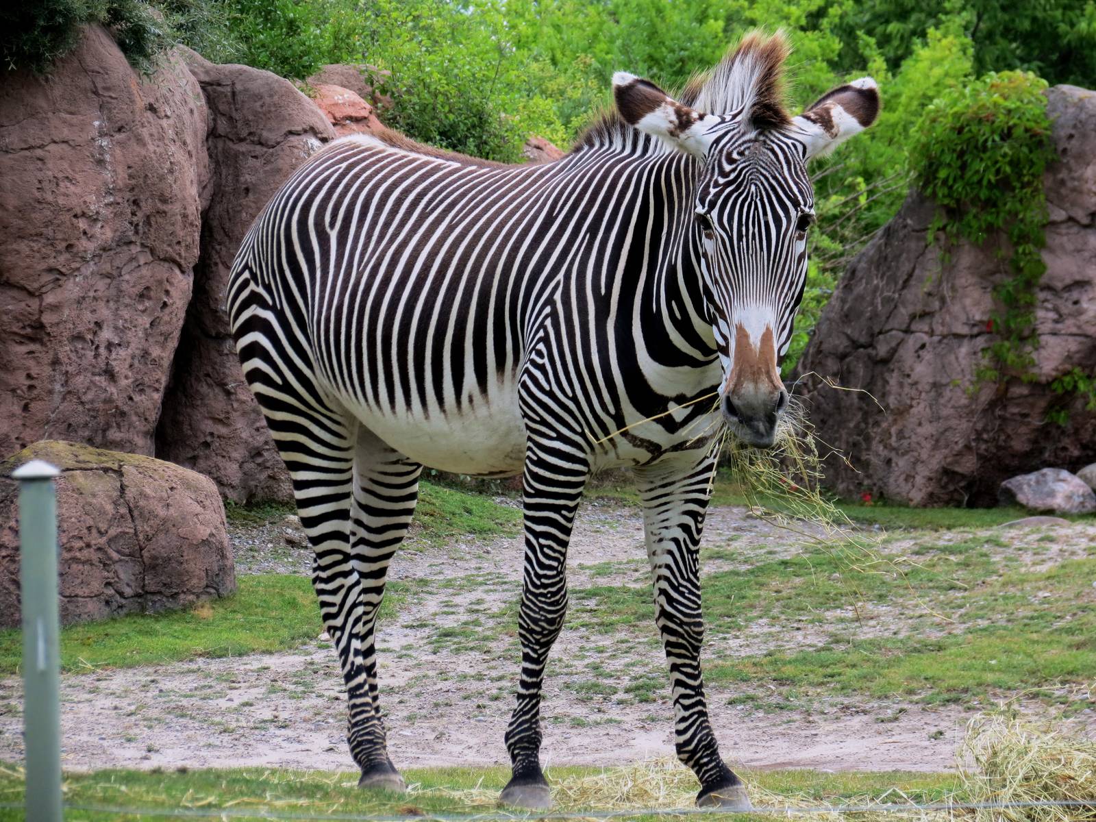 Grevy's Zebra
