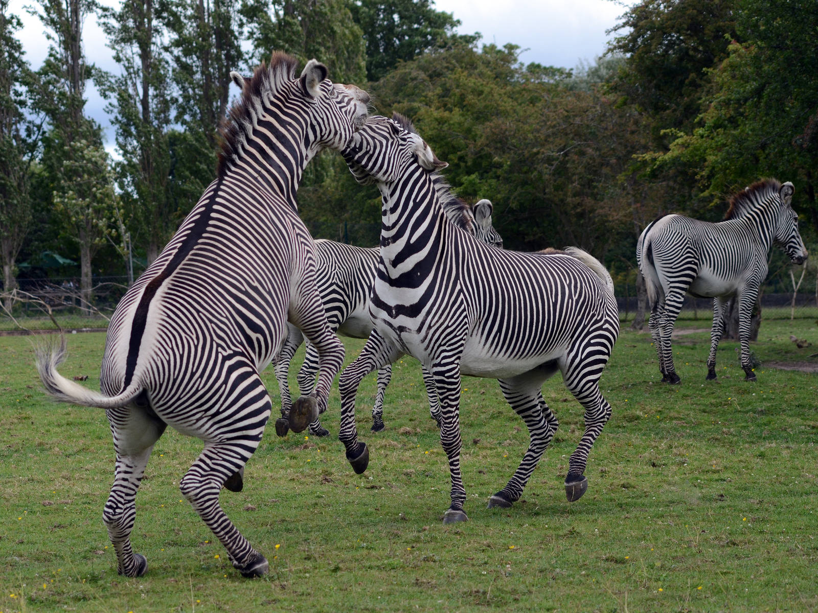 GREVY'S ZEBRA