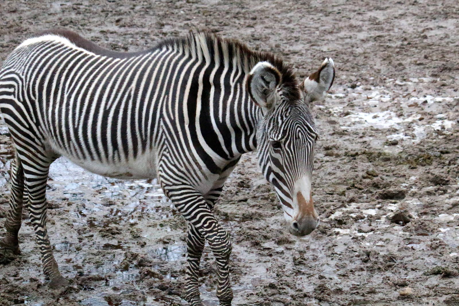 Grevy's Zebra