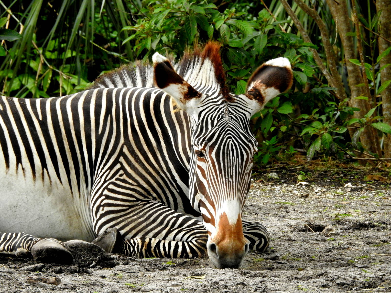 Grevy's Zebra