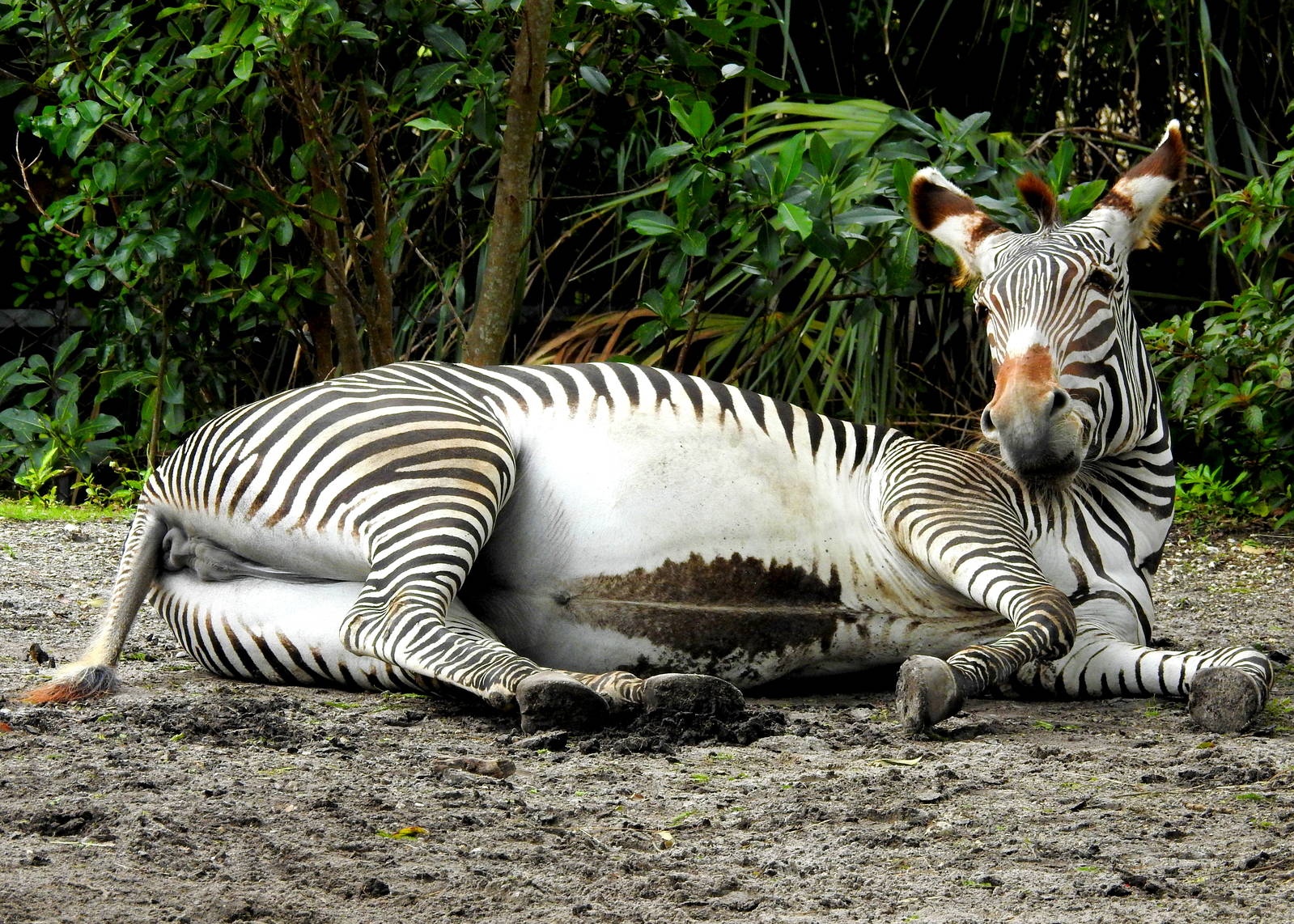 Grevy's Zebra