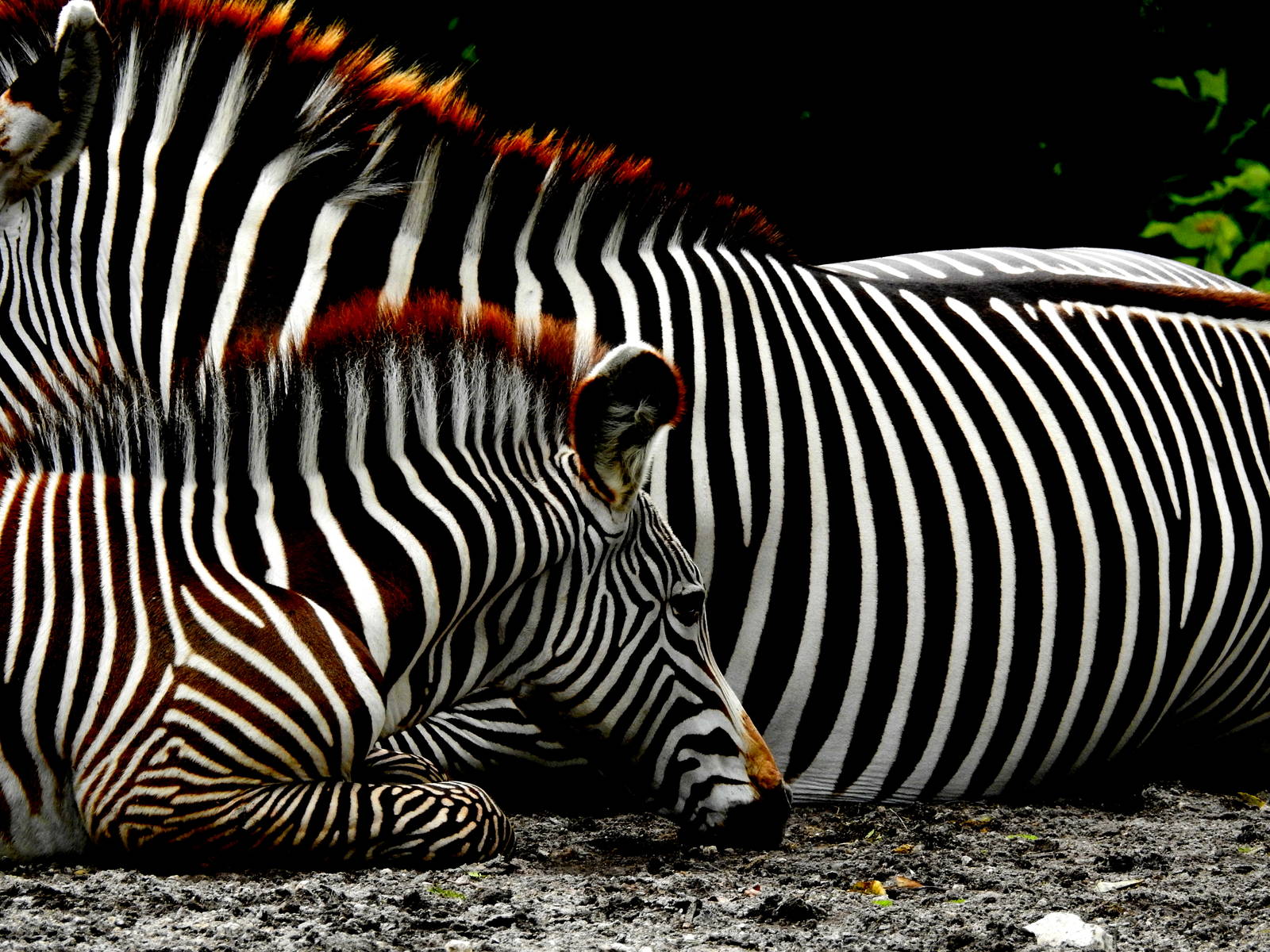 Grevy's Zebra