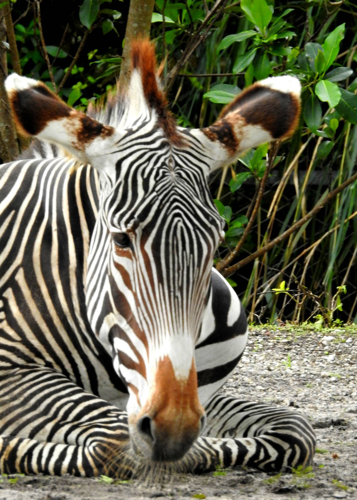 Grevy's Zebra