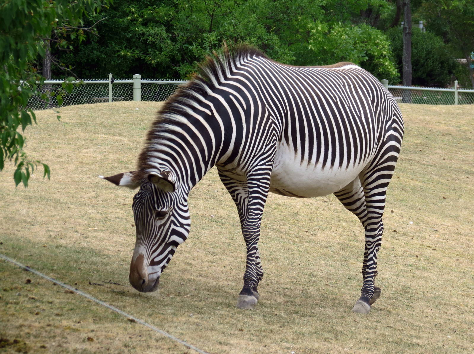 Grevy's Zebra