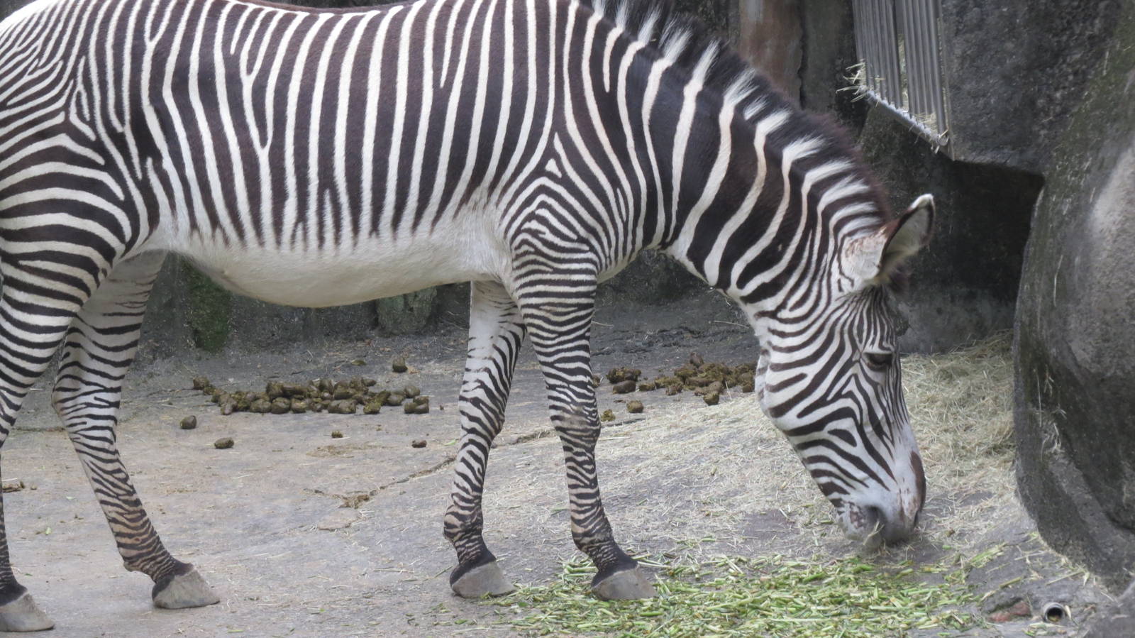 Grevy's zebra