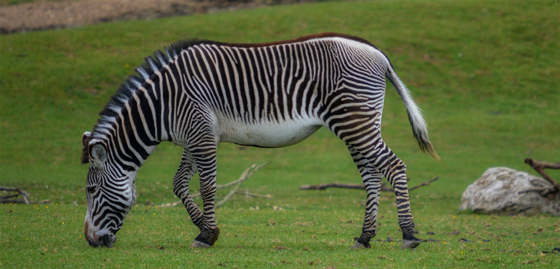 Grevy's Zebra
