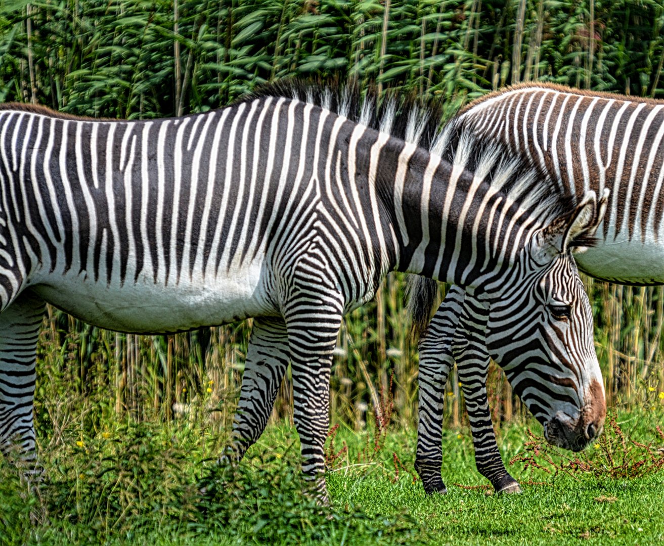 Grevy's Zebra