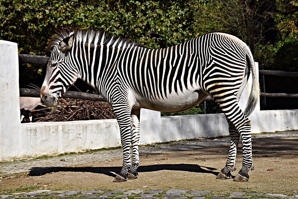 Grévy's zebra
