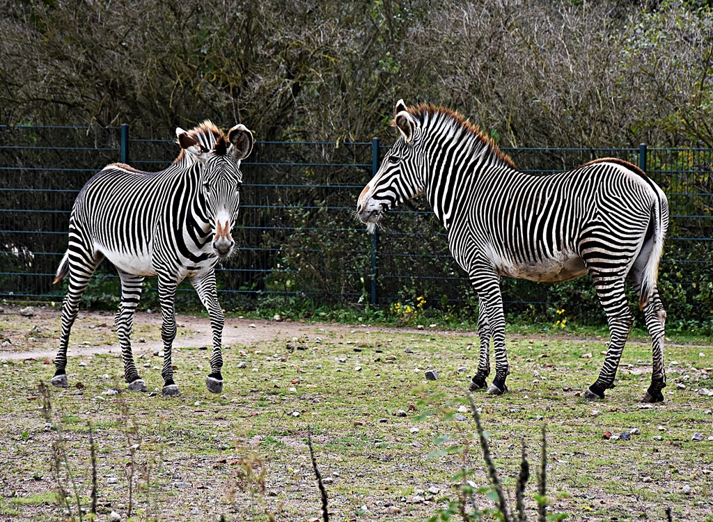 Grévy's zebra