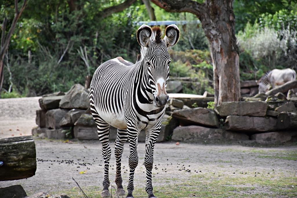 Grévy's zebra