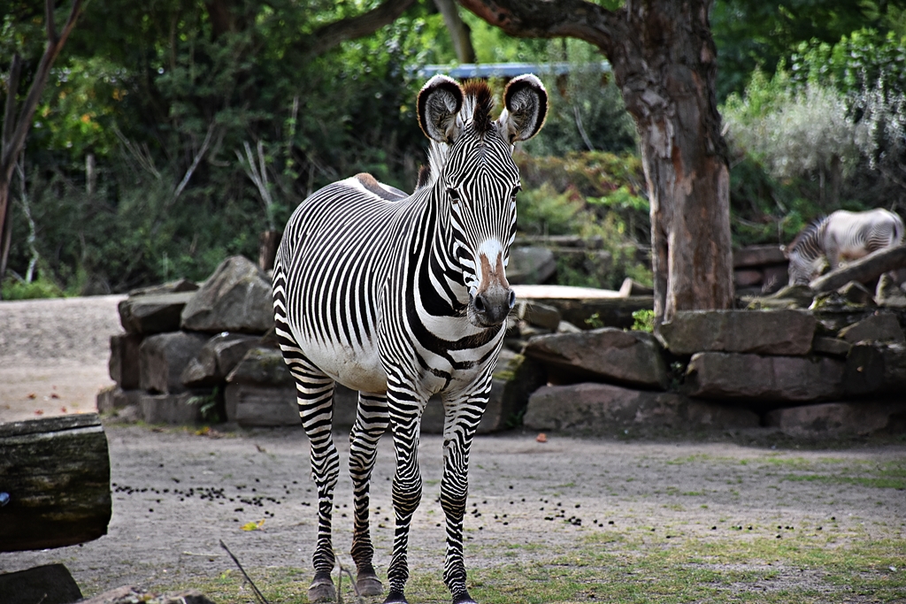 Grévy's zebra