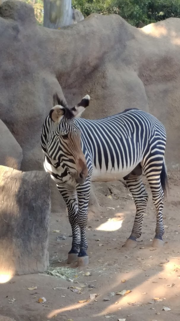 Grevy's Zebra
