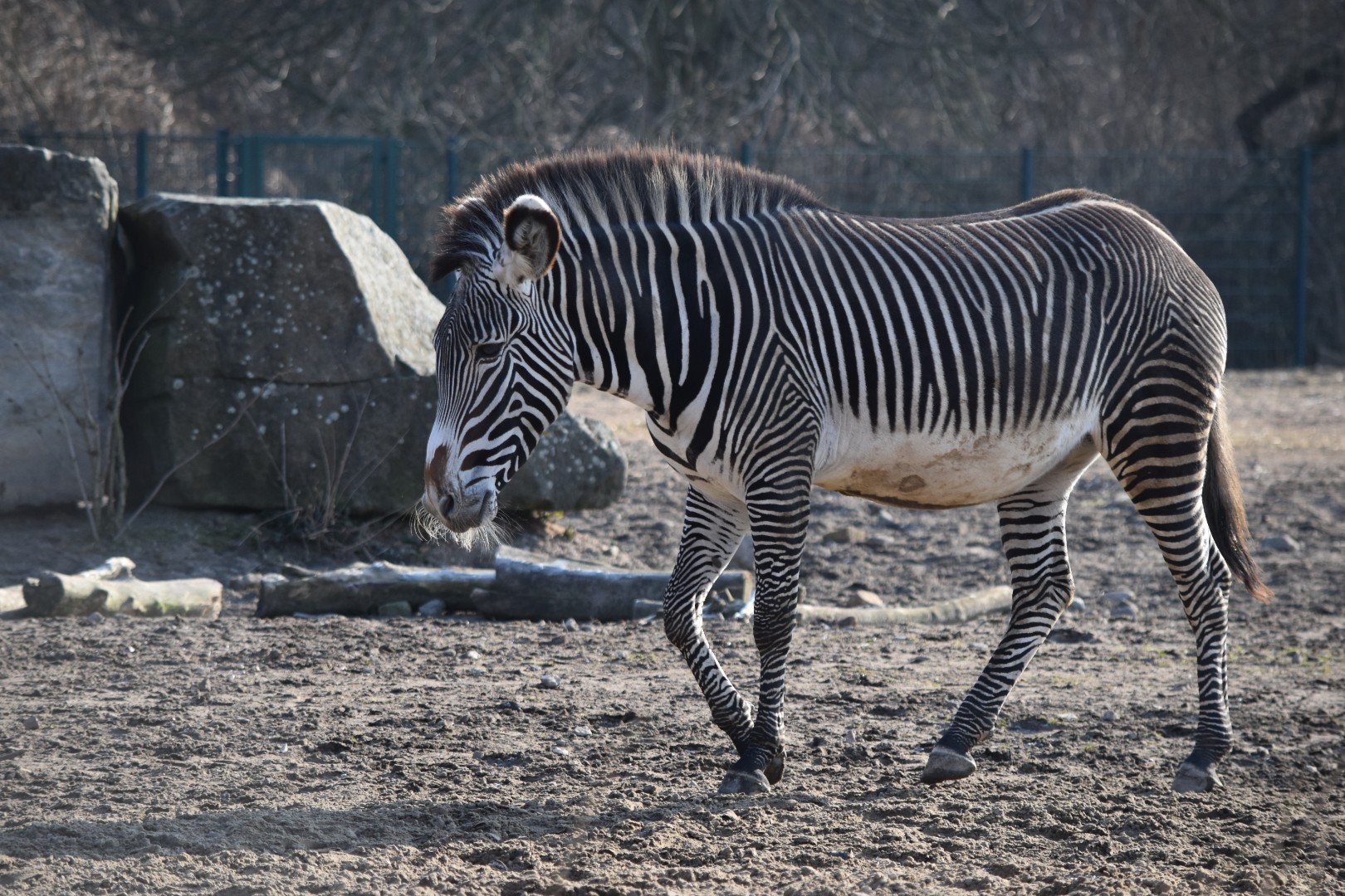 Grevy's zebra