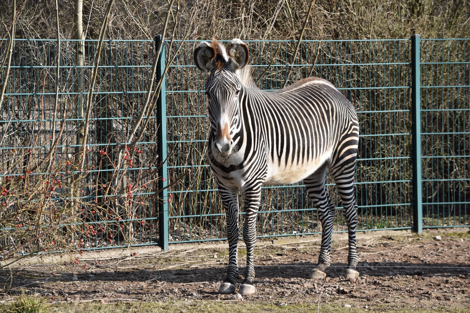 Grevy's zebra